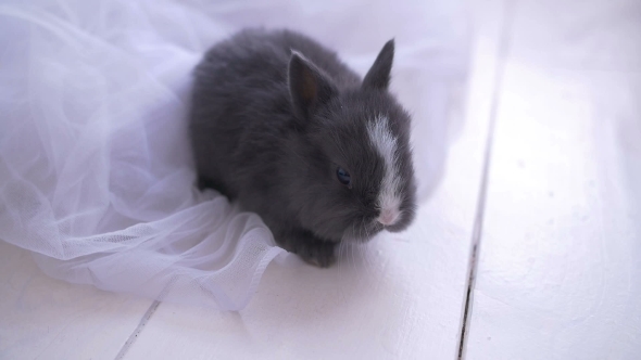 Little Cute Decorative Rabbit in Photo Studio
