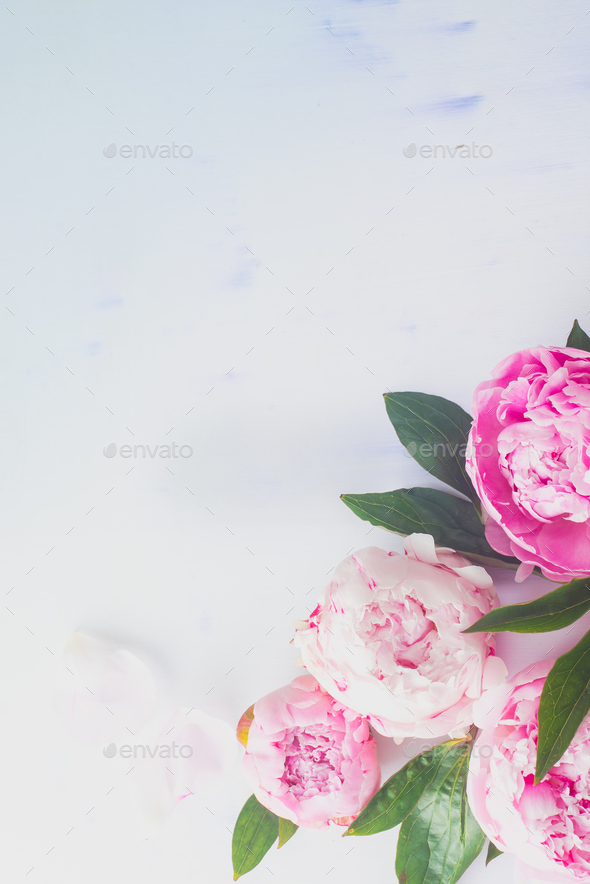 Minimal styled flatlay with peony flowers, petals and leaves on a pastel background with copy space