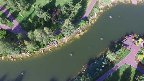 Aerial Drone Flight Footage of Geese on the River