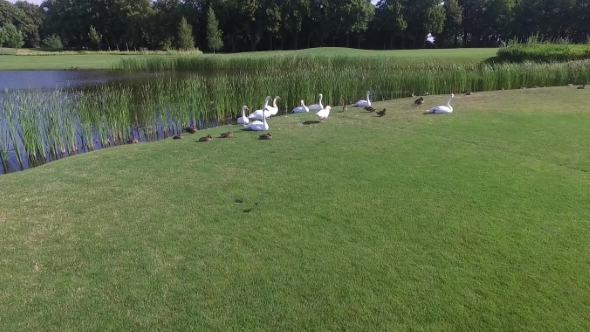 The Family of Wild Geese, Grazing Near the Lake, the Brood Eats Young