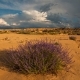 Clouds in the Desert with Flowers. , Arizona - VideoHive Item for Sale