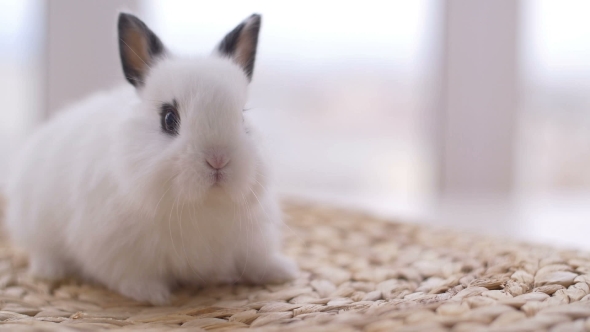 Little Cute Decorative Rabbits in Photo Studio