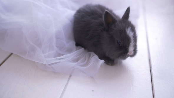 Little Cute Decorative Rabbits in Photo Studio