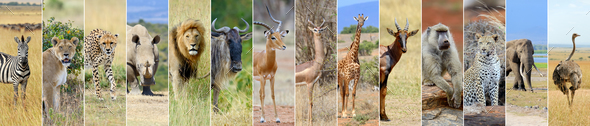 Collage of african wildlife animal - Stock Photo - Images