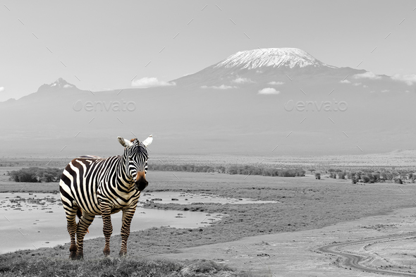 Black and white photography with color zebra - Stock Photo - Images