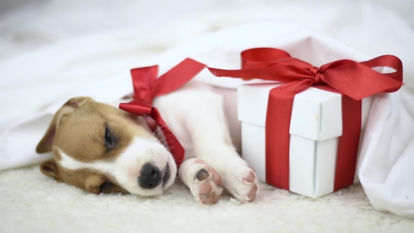 Jack Russel Terrier Puppy Sleeping