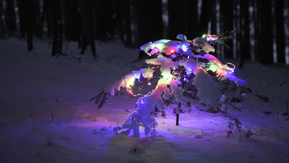 The Decorated Christmas Tree in the Winter Forest