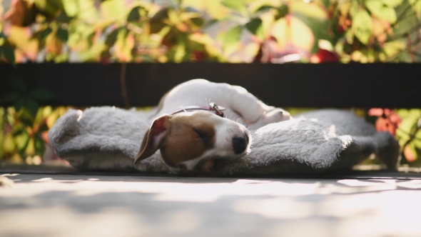 Jack Russel Terrier Puppy Sleeping