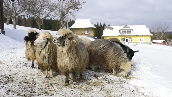 Fluffy Sheeps near House 