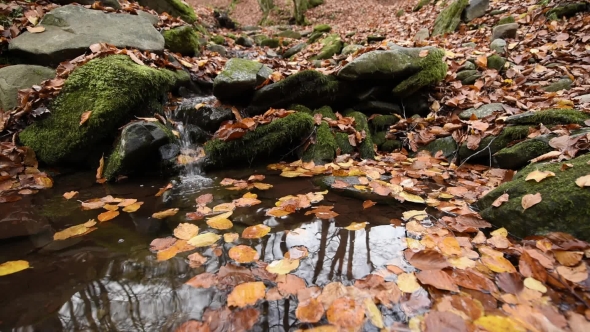 Small Swirl with Autumn Leaves