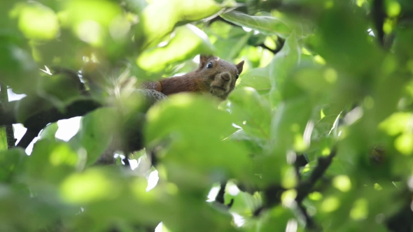 The Squirrel Peek Out