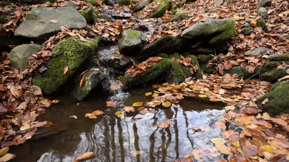 Small Swirl with Autumn Leaves