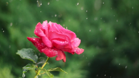 Red Rose Under the Drops