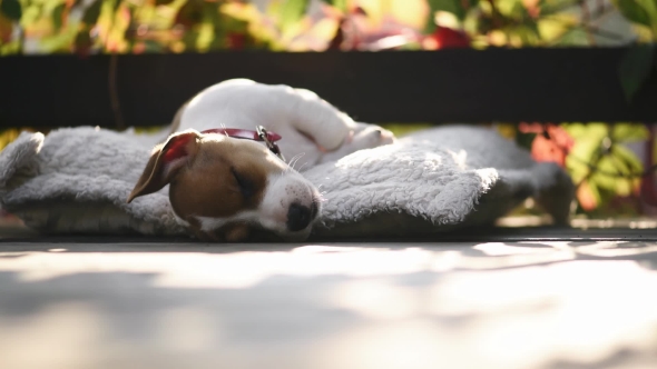 Jack Russel Terrier Puppy Sleeping