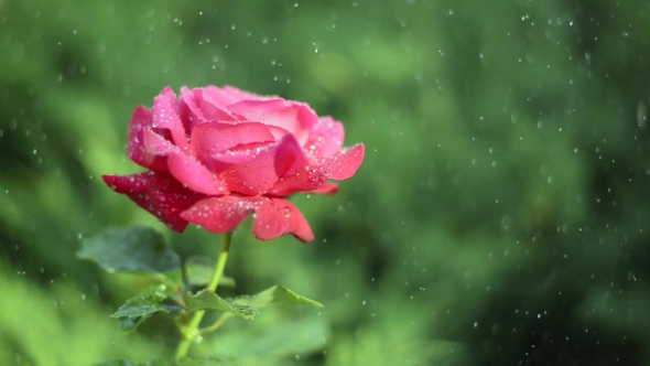 Red Rose Under the Drops