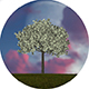 Dollar Money Tree - VideoHive Item for Sale