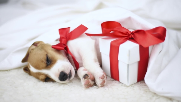 Jack Russel Terrier Puppy Sleeping