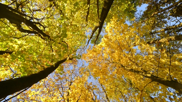 Falling Leaves in Autumn Forest