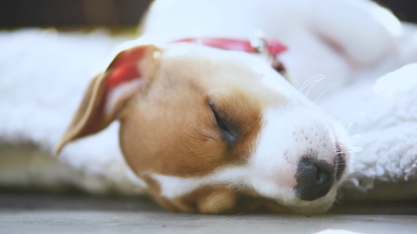 Jack Russel Terrier Puppy Sleeping