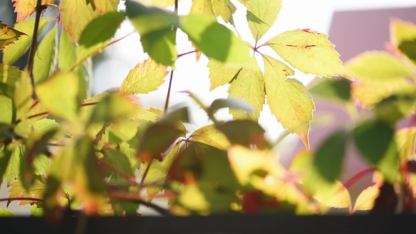 Orange Leaves on Wooden Terrace