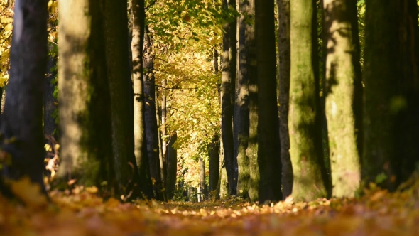 Falling Leaves in Autumn Forest