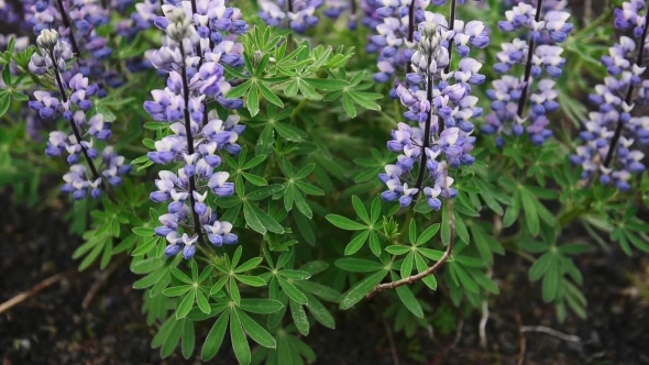 Typical Iceland Landscape with Lupine Flowers