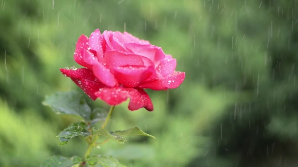 Red Rose Under the Drops