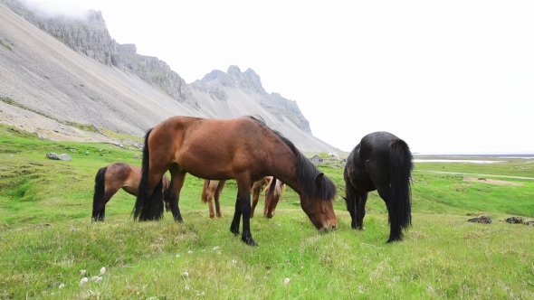 Icelandic Horses Stay near Mountains