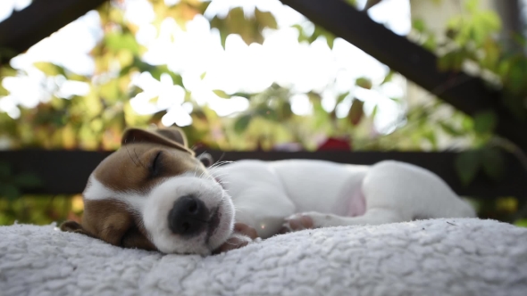 Jack Russel Terrier Puppy Sleeping