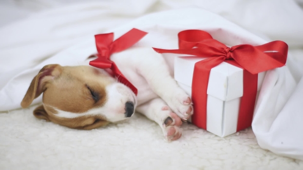 Jack Russel Terrier Puppy Sleeping