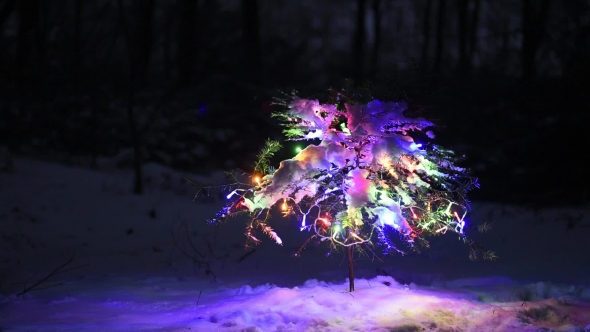 The Decorated Christmas Tree in the Winter Forest