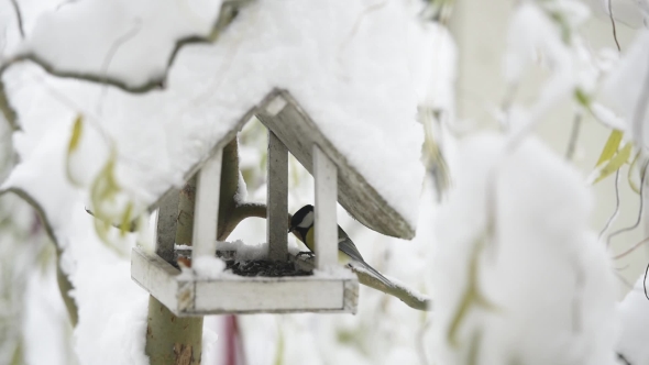 Small Birds Near Wooden Feedbox