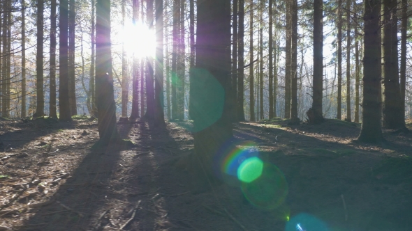 Camera Movement Along a Path Through in a Spruce Forest