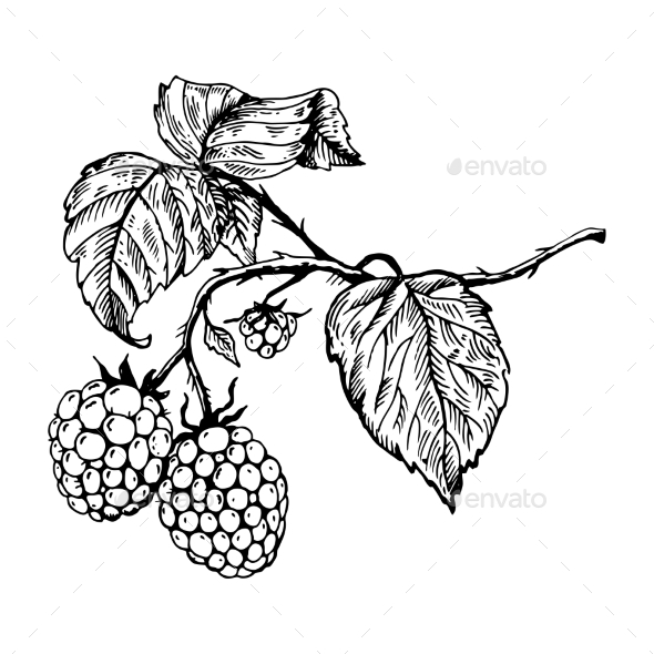 GraphicRiver Raspberry Engraving Vector Illustration 20980309 GraphicRiver Raspberry Engraving Vector Illustration 20980309