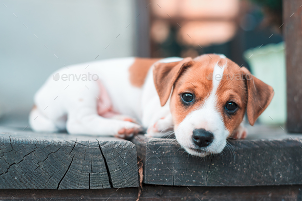jack russel puppy on white carpet stock photoivankmit | photodune