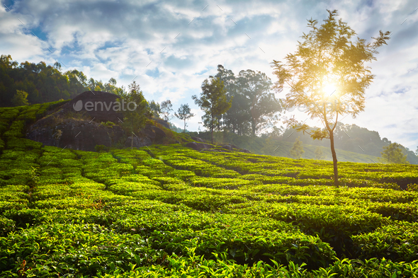 tea plantation in the morning, India
