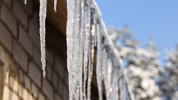 Icicles Hanging From Roof Begin To Melt with the Coming of Spring