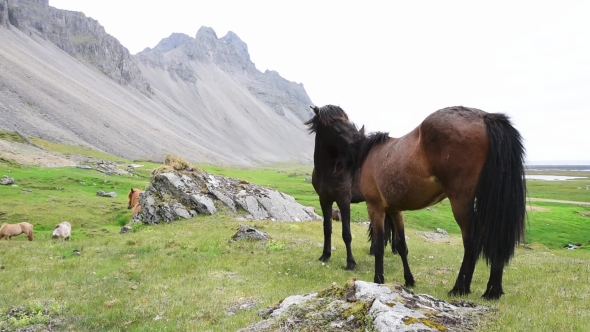 Icelandic Horses Stay near Mountains