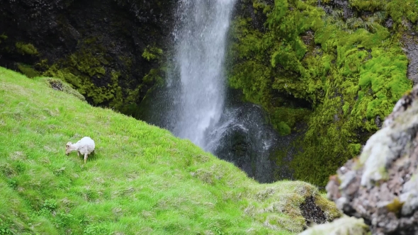 Sheep Pasture Near Beauty Waterfall