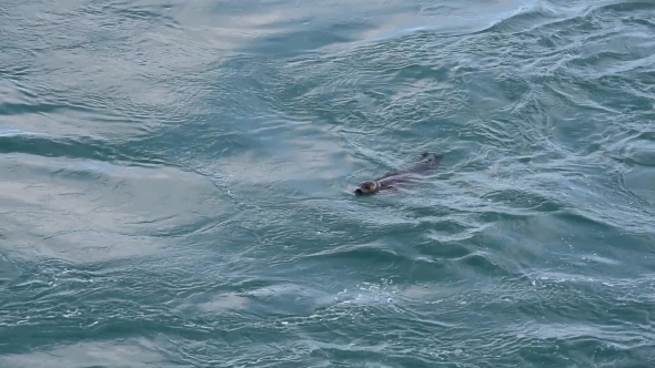 Fur Seal in Jokulsarlon Glacial Lagoon