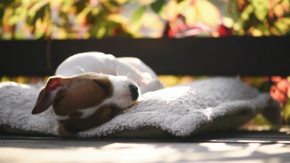 Jack Russel Terrier Puppy Sleeping