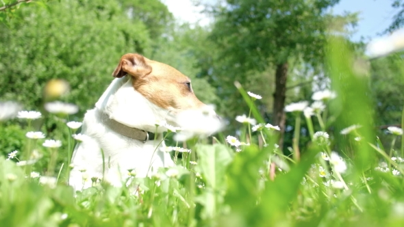 White Jack Russel Terrier in Flowers.