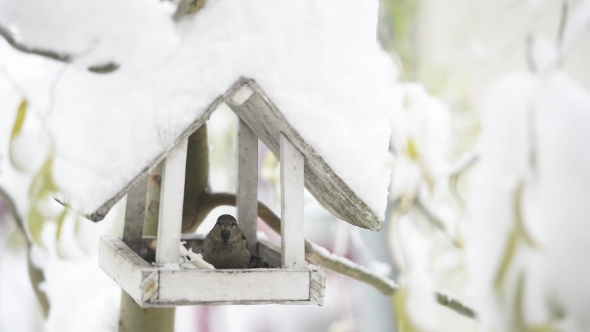 Small Birds Near Wooden Feedbox