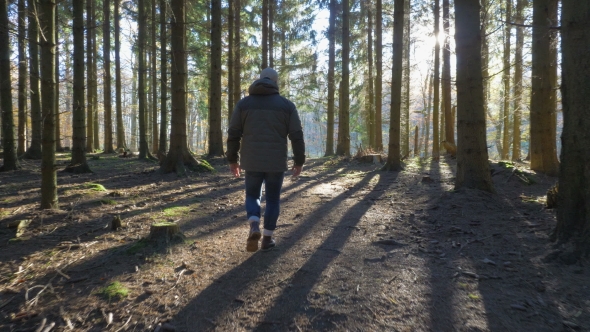Man Walking on a Path Throug a Spruce Forest