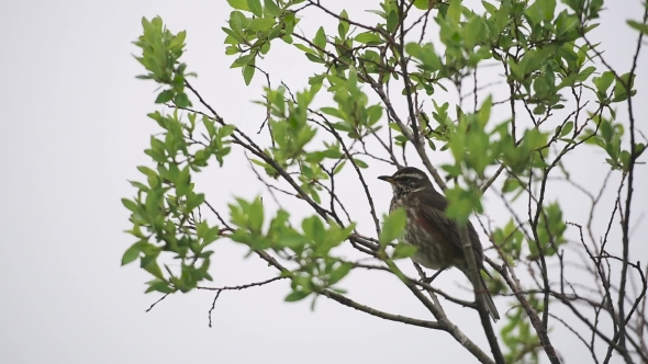 Singing Bird on a Tree Branch