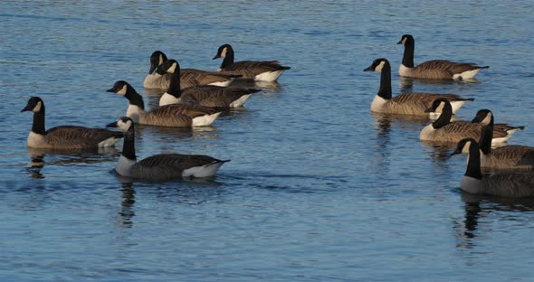 Canada goose, Branta canadensis. Flock of birds swimming on a lake alt