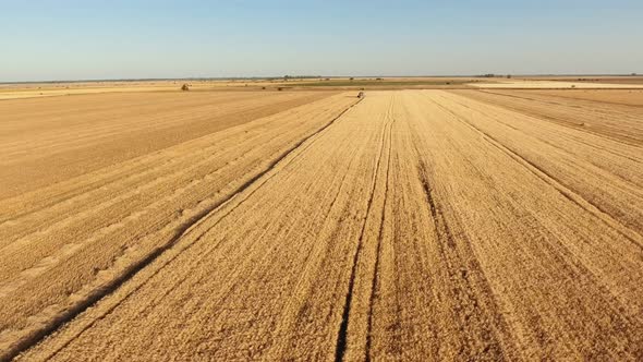 Aerial Shot of a Fast-flying Drone Rushing To a Standing Combine in Wheat Field 