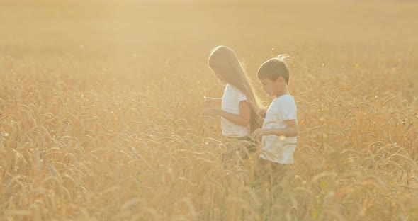 Boy and a Girl Walk on a Wheat Field and Talk