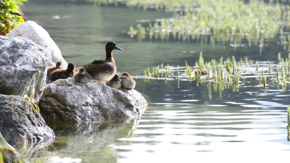 Duck on Lake Water