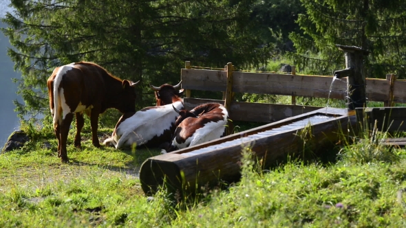 Cows on Green Field